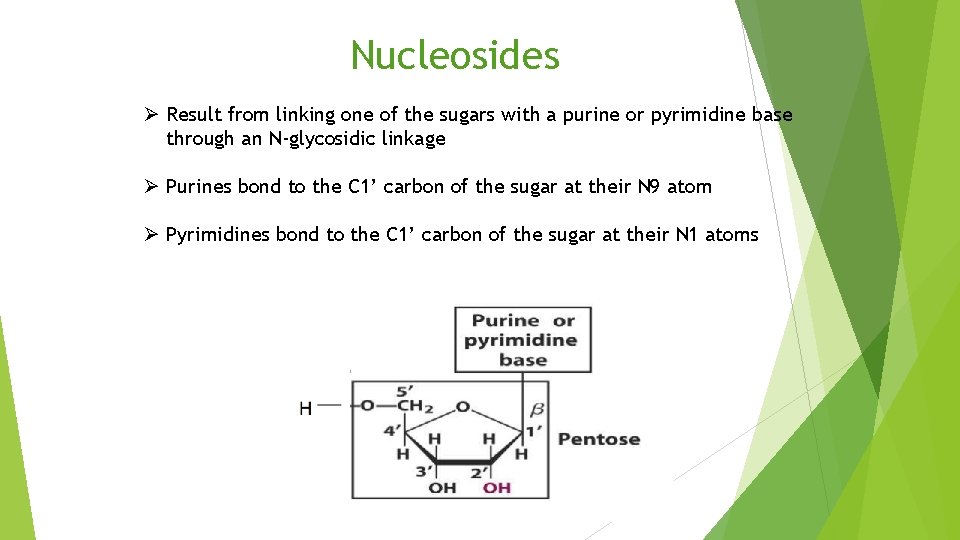 Nucleosides Ø Result from linking one of the sugars with a purine or pyrimidine