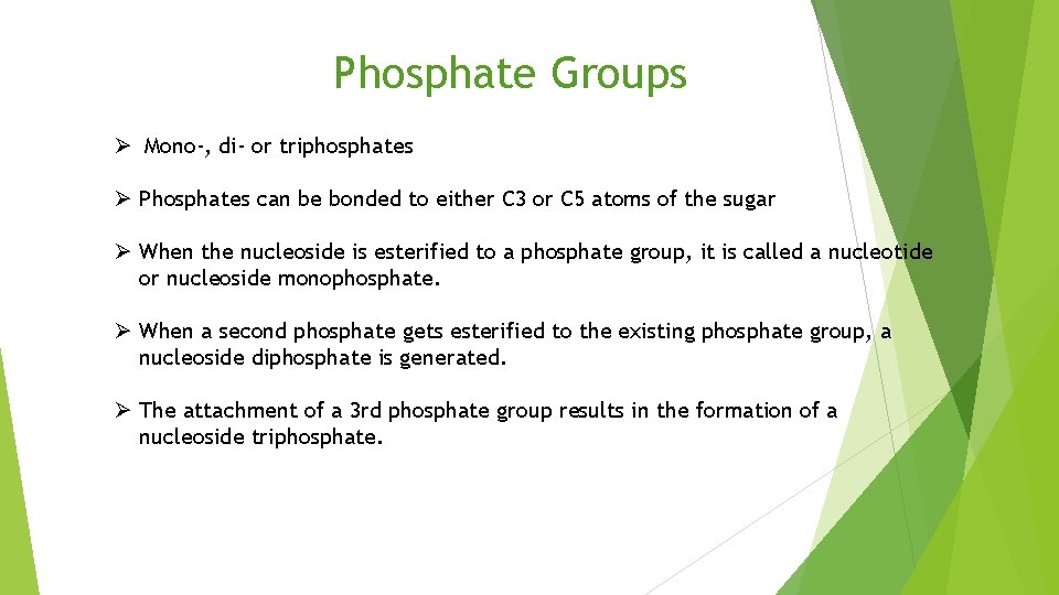 Phosphate Groups Ø Mono-, di- or triphosphates Ø Phosphates can be bonded to either