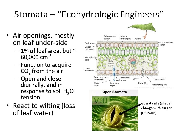 Stomata – “Ecohydrologic Engineers” • Air openings, mostly on leaf under-side – 1% of