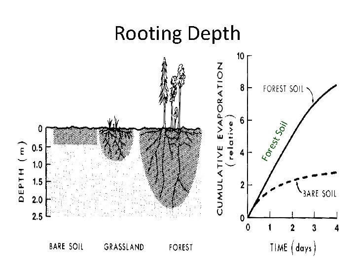 For est So il Rooting Depth 