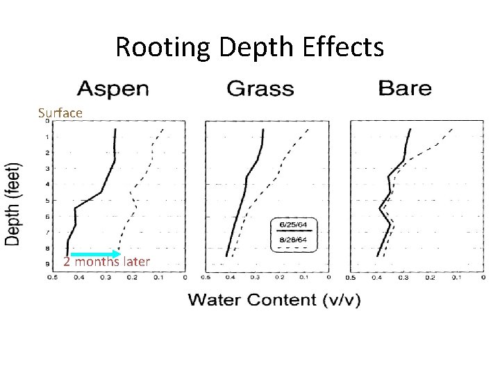 Rooting Depth Effects Surface 2 months later 