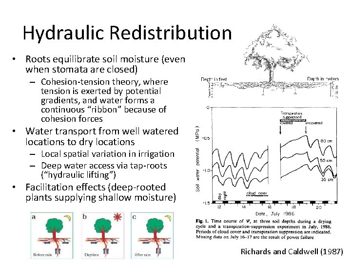 Hydraulic Redistribution • Roots equilibrate soil moisture (even when stomata are closed) – Cohesion-tension