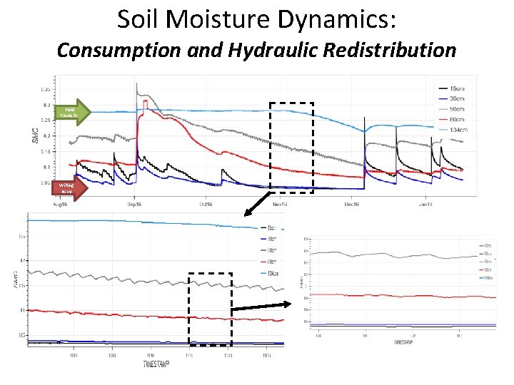 Soil Moisture Dynamics: Consumption and Hydraulic Redistribution Field Capacity Wilting Point 