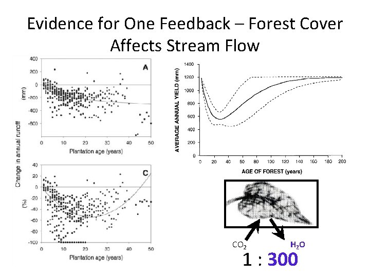 Evidence for One Feedback – Forest Cover Affects Stream Flow CO 2 Jackson et