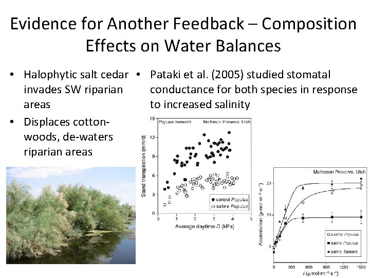 Evidence for Another Feedback – Composition Effects on Water Balances • Halophytic salt cedar