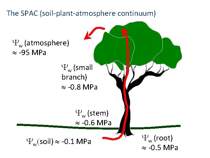 The SPAC (soil-plant-atmosphere continuum) Yw (atmosphere) -95 MPa Yw (small branch) -0. 8 MPa