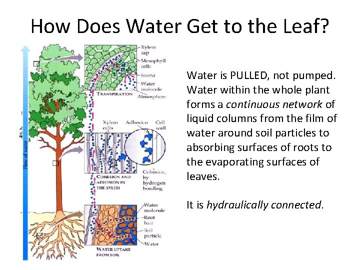 How Does Water Get to the Leaf? Water is PULLED, not pumped. Water within