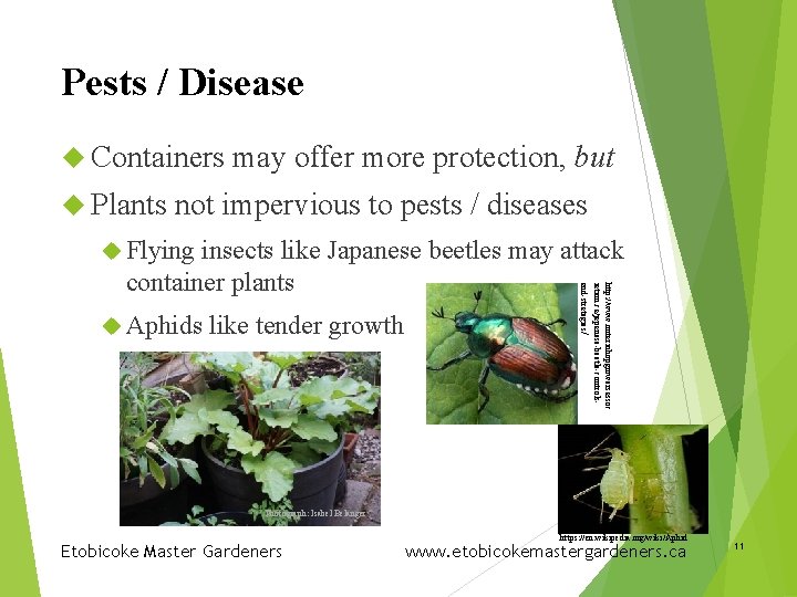 Pests / Disease Containers Plants may offer more protection, but not impervious to pests