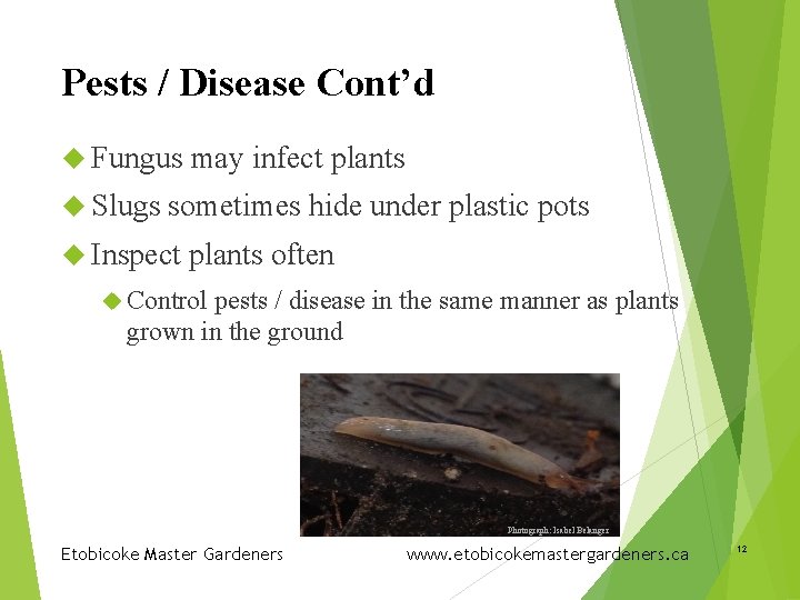 Pests / Disease Cont’d Fungus Slugs may infect plants sometimes hide under plastic pots