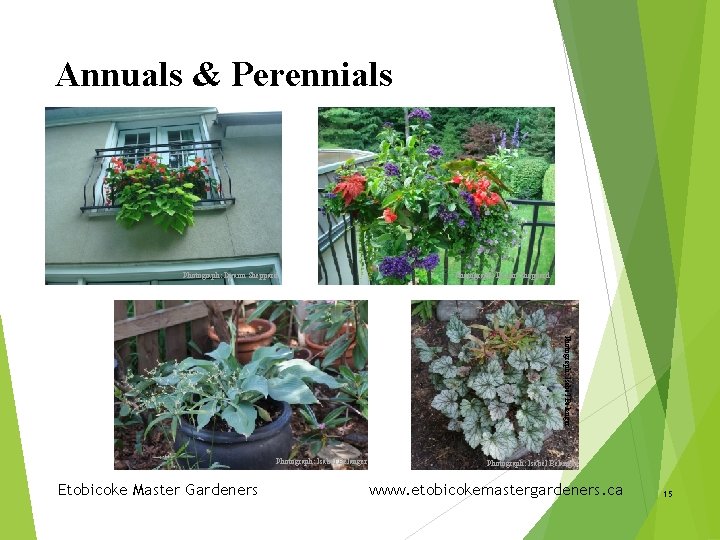 Annuals & Perennials Photograph: Dyann Sheppard Photograph: Isabel Belanger Etobicoke Master Gardeners Photograph: Isabel