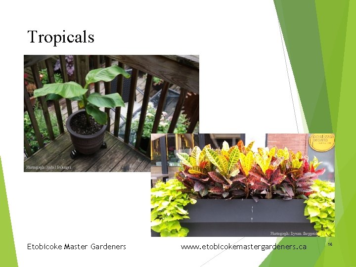 Tropicals Photograph: Isabel Belanger Photograph: Dyann Sheppard Etobicoke Master Gardeners www. etobicokemastergardeners. ca 16