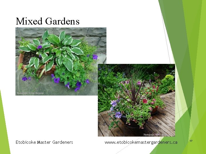 Mixed Gardens Photograph: Dyann Sheppard Photograph: Isabel Belanger Etobicoke Master Gardeners www. etobicokemastergardeners. ca