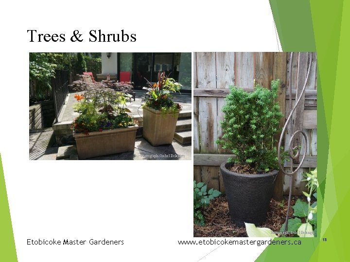 Trees & Shrubs Photograph: Isabel Belanger Etobicoke Master Gardeners www. etobicokemastergardeners. ca 18 