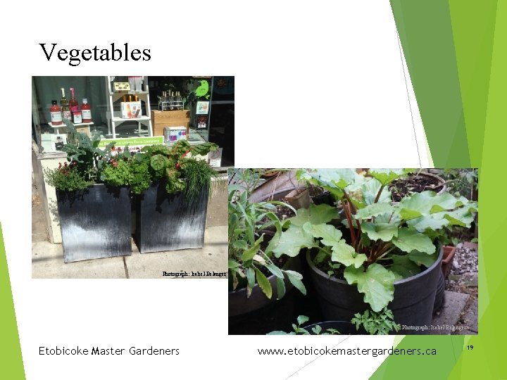 Vegetables Photograph: Isabel Belanger Etobicoke Master Gardeners www. etobicokemastergardeners. ca 19 