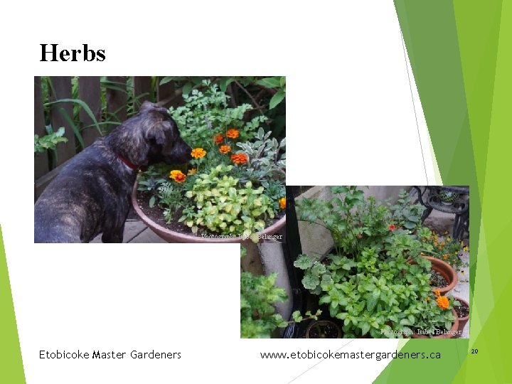 Herbs Photograph: Isabel Belanger Etobicoke Master Gardeners www. etobicokemastergardeners. ca 20 