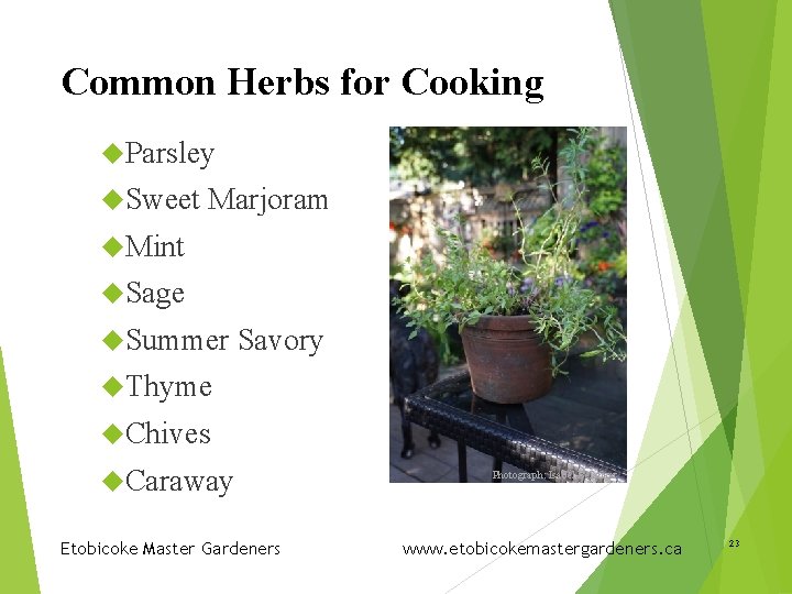 Common Herbs for Cooking Parsley Sweet Marjoram Mint Sage Summer Savory Thyme Chives Caraway