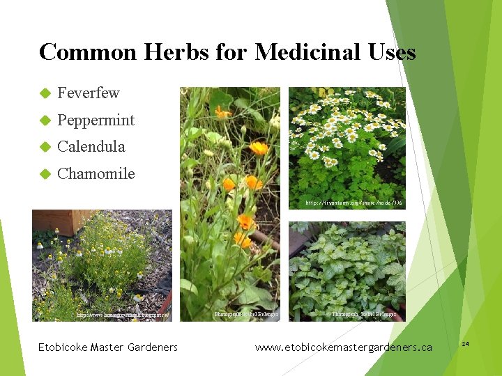 Common Herbs for Medicinal Uses Feverfew Peppermint Calendula Chamomile http: //tryonfarm. org/share/node/336 http: //www.
