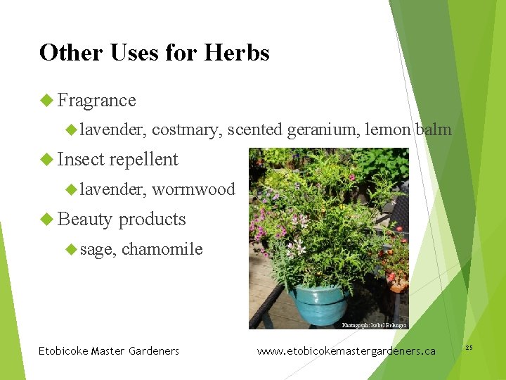 Other Uses for Herbs Fragrance lavender, Insect costmary, scented geranium, lemon balm repellent lavender,