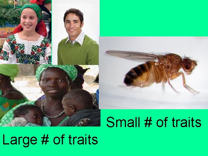 Small # of traits Large # of traits 