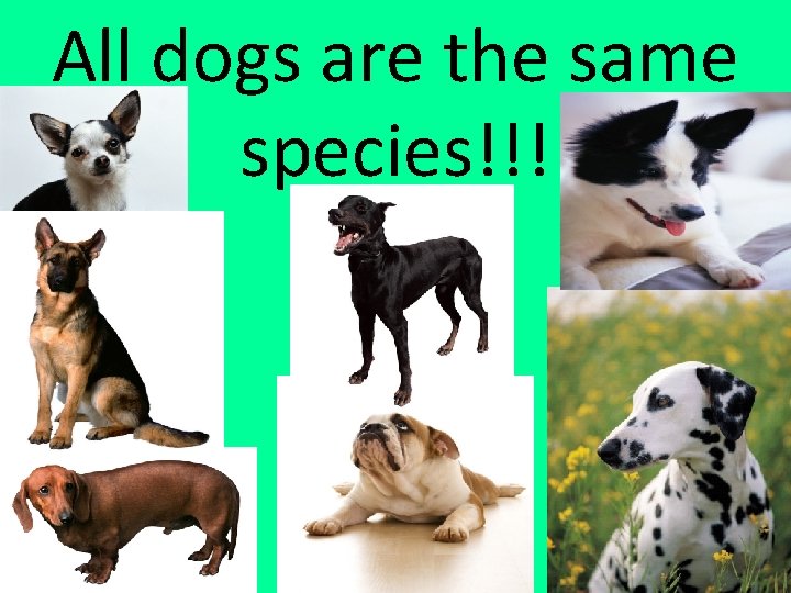 All dogs are the same species!!! 