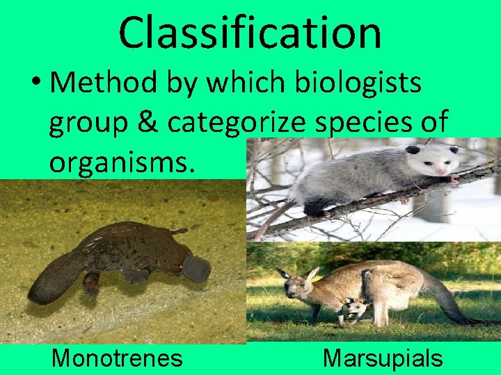 Classification • Method by which biologists group & categorize species of organisms. Monotrenes Marsupials