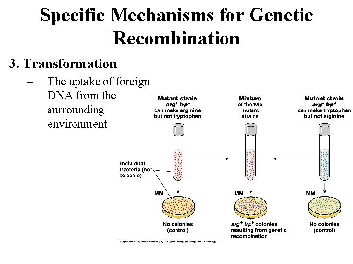 Specific Mechanisms for Genetic Recombination 3. Transformation – The uptake of foreign DNA from