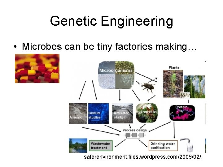 Genetic Engineering • Microbes can be tiny factories making… saferenvironment. files. wordpress. com/2009/02/. 