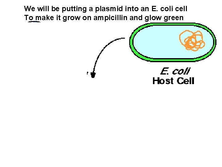 We will be putting a plasmid into an E. coli cell To make it