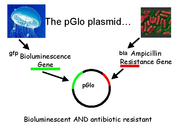 The p. Glo plasmid… gfp bla Ampicillin Bioluminescence Gene Resistance Gene p. Glo Bioluminescent