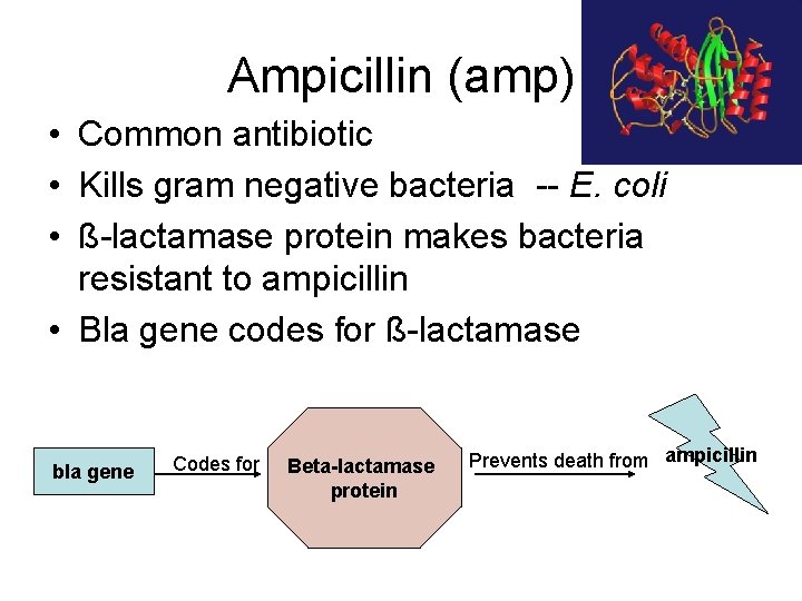 Ampicillin (amp) • Common antibiotic • Kills gram negative bacteria -- E. coli •