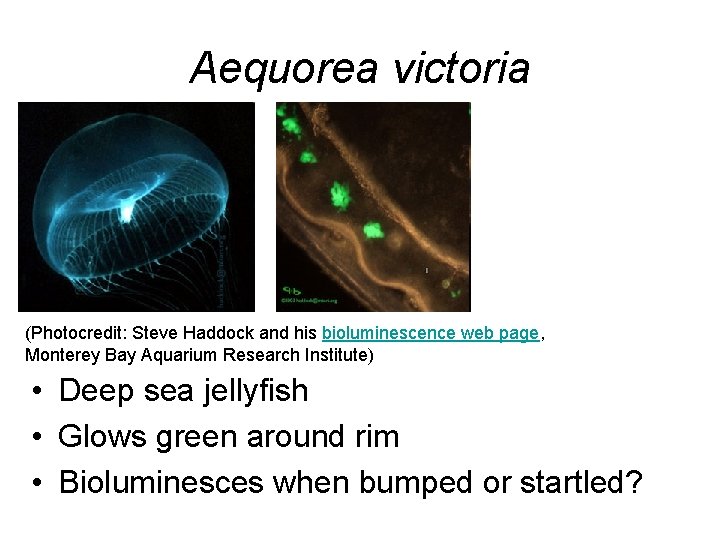 Aequorea victoria (Photocredit: Steve Haddock and his bioluminescence web page, Monterey Bay Aquarium Research