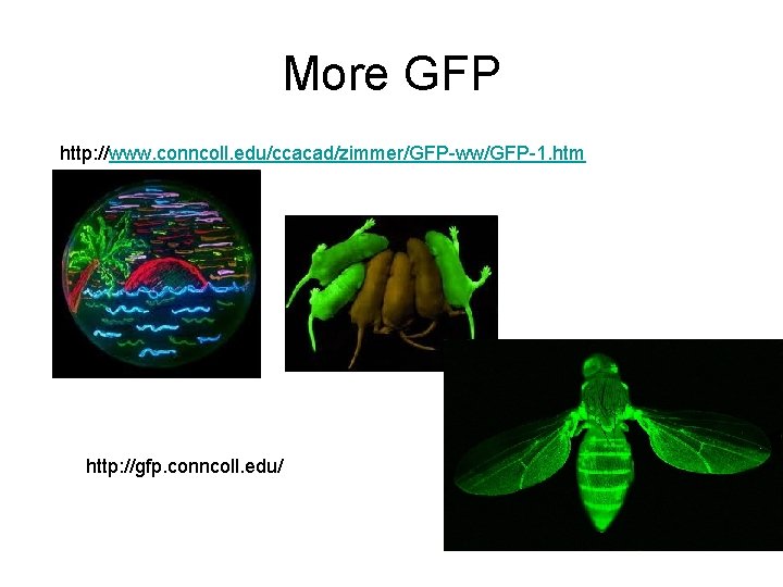 More GFP http: //www. conncoll. edu/ccacad/zimmer/GFP-ww/GFP-1. htm http: //gfp. conncoll. edu/ 
