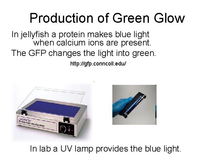 Production of Green Glow In jellyfish a protein makes blue light when calcium ions