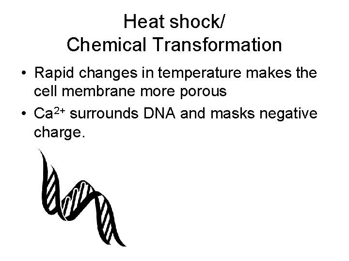 Heat shock/ Chemical Transformation • Rapid changes in temperature makes the cell membrane more