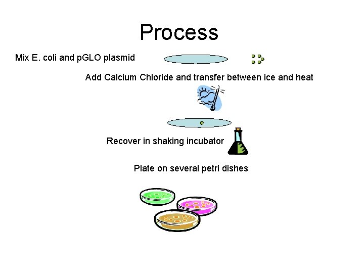 Process Mix E. coli and p. GLO plasmid Add Calcium Chloride and transfer between