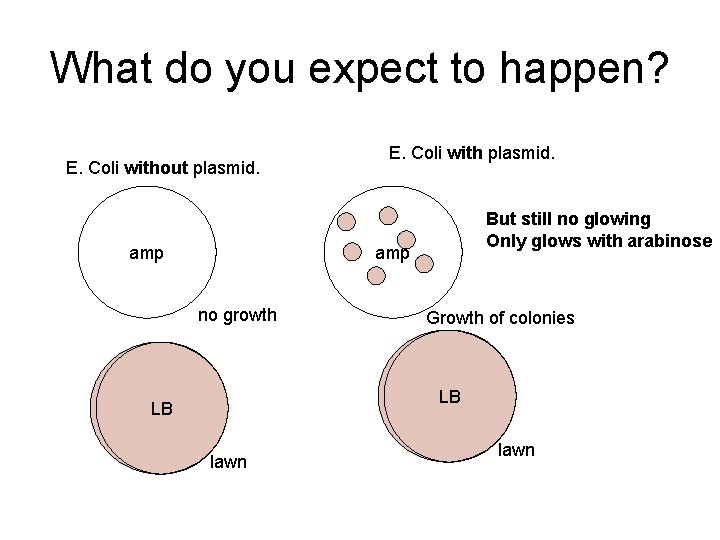 What do you expect to happen? E. Coli without plasmid. amp E. Coli with