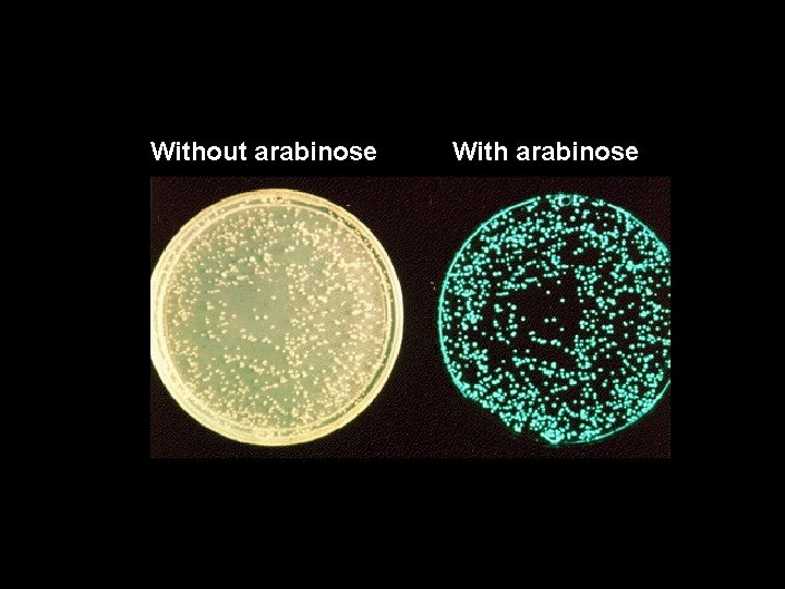 Without arabinose With arabinose 