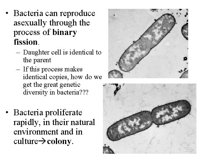  • Bacteria can reproduce asexually through the process of binary fission. – Daughter