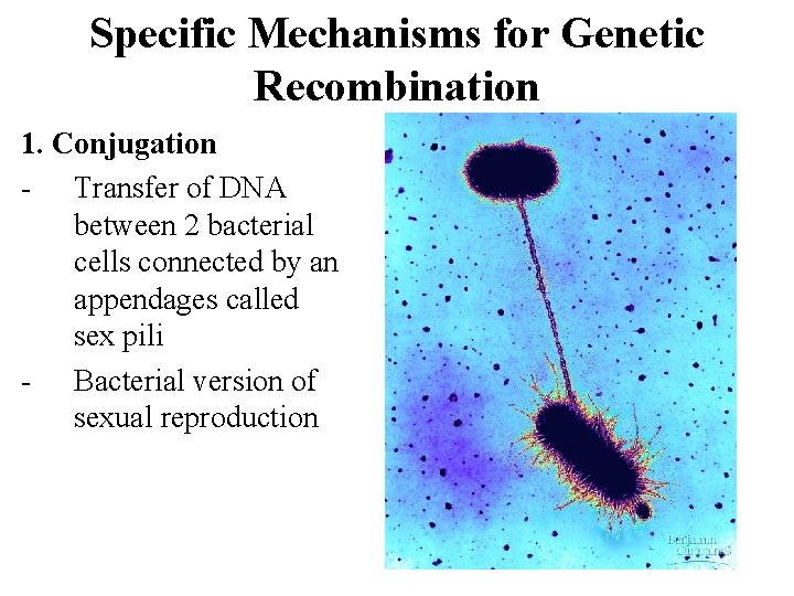 Specific Mechanisms for Genetic Recombination 1. Conjugation - Transfer of DNA between 2 bacterial