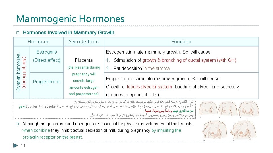 Mammogenic Hormones � Hormones Involved in Mammary Growth Ovarian hormones (during puberty) Hormone Secrete