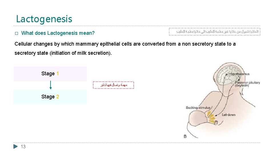 Lactogenesis � ﺍﻟﺨﻼﻳﺎ ﺗﺘﺤﻮﻝ ﻣﻦ ﺧﻼﻳﺎ ﻏﻴﺮ ﻣﻨﺘﺠﺔ ﻟﻠﺤﻠﻴﺐ ﺍﻟﻰ ﺧﻼﻳﺎ ﻣﻨﺘﺠﺔ ﻟﻠﺤﻠﻴﺐ What