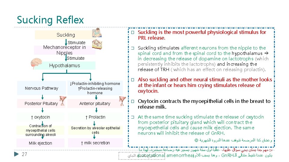 Sucking Reflex � Suckling Stimulate Mechanoreceptor in Nipples � Stimulate Hypothalamus Nervous Pathway ↓Prolactin-inhibiting