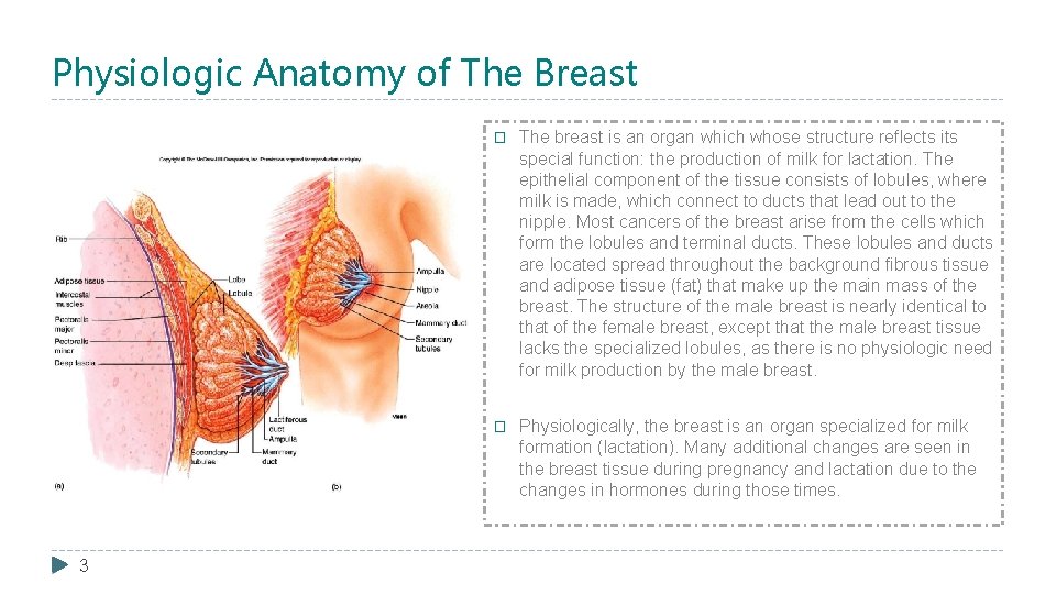 Physiologic Anatomy of The Breast 3 � The breast is an organ which whose
