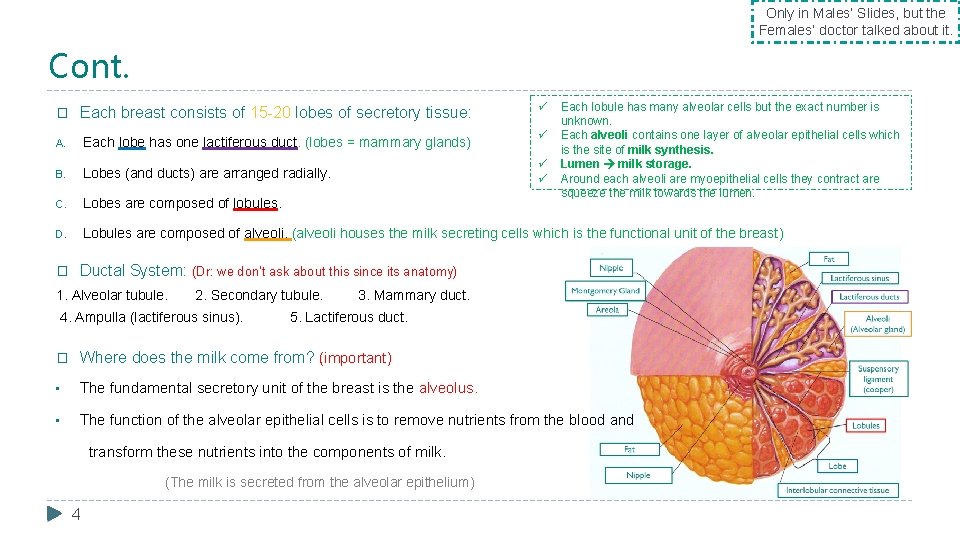 Only in Males’ Slides, but the Females’ doctor talked about it. Cont. ü Each