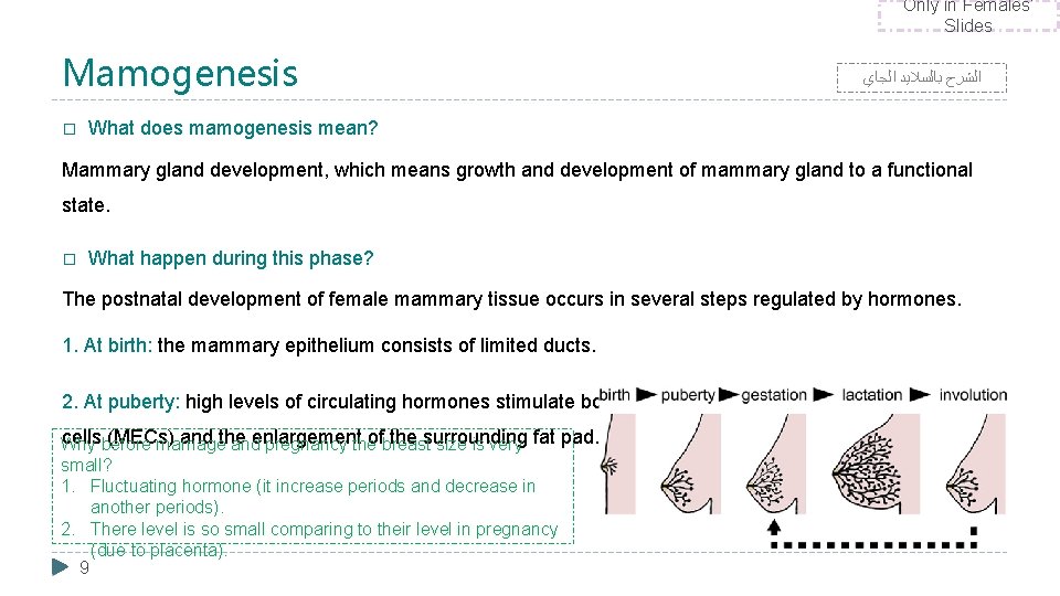 Only in Females’ Slides Mamogenesis � ﺍﻟﺸﺮﺡ ﺑﺎﻟﺴﻼﻳﺪ ﺍﻟﺠﺎﻱ What does mamogenesis mean? Mammary