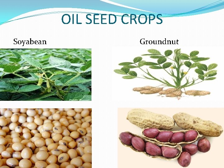 OIL SEED CROPS Soyabean Groundnut 