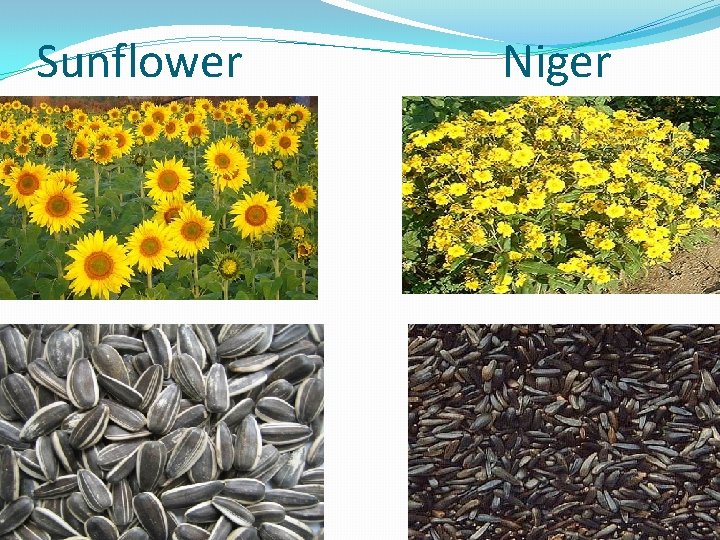 Sunflower Niger 