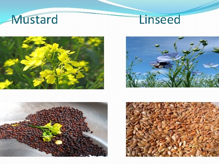 Mustard Linseed 