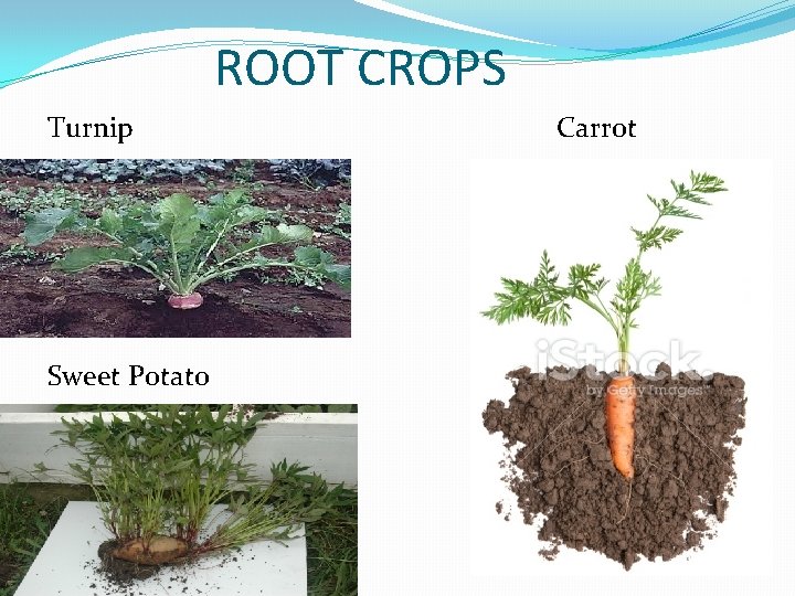 ROOT CROPS Turnip Sweet Potato Carrot 