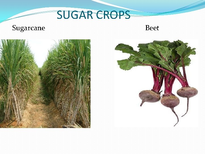 SUGAR CROPS Sugarcane Beet 